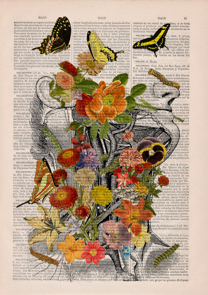 PRRINT ilustraciones anatomia flores 10