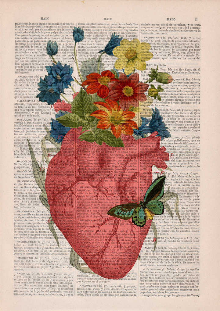 PRRINT ilustraciones anatomia flores 2