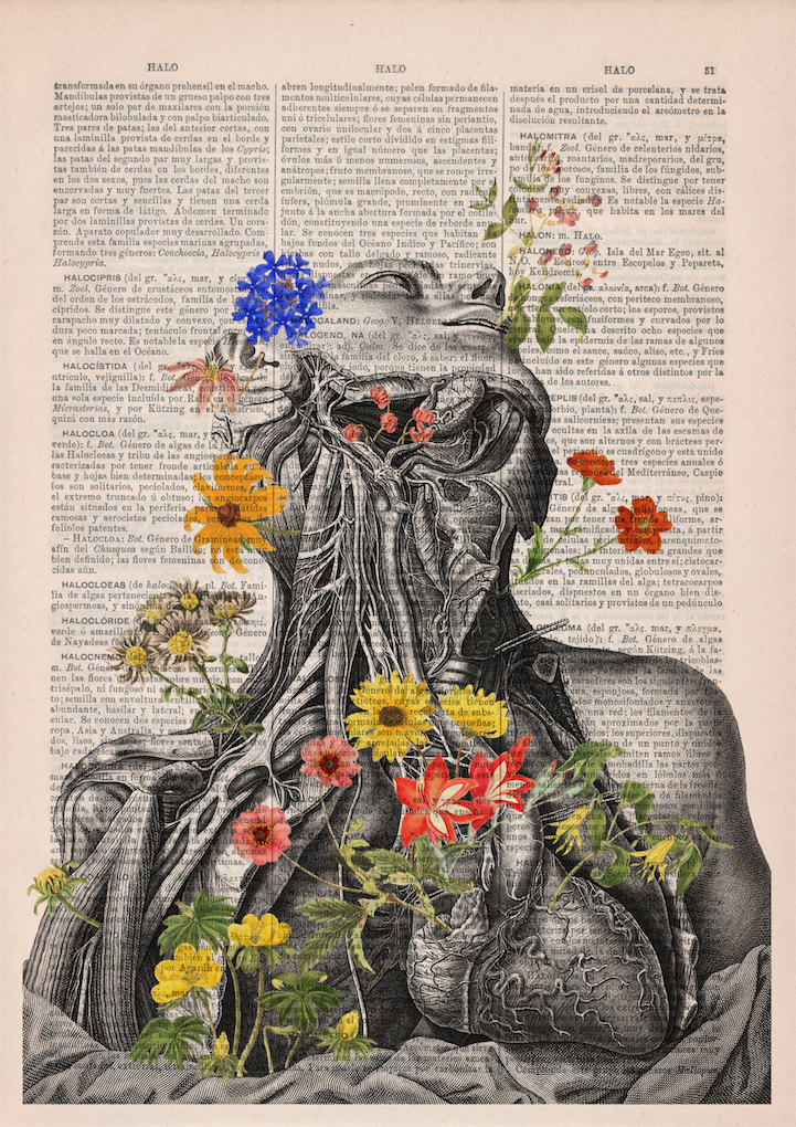 PRRINT ilustraciones anatomia flores 3