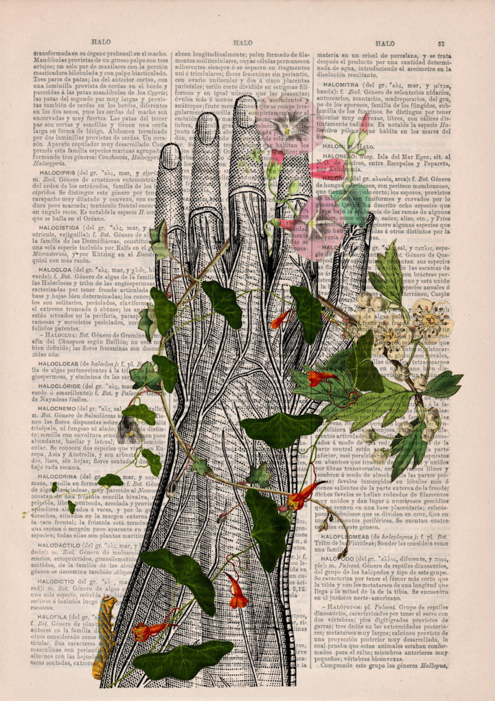 PRRINT ilustraciones anatomia flores 4