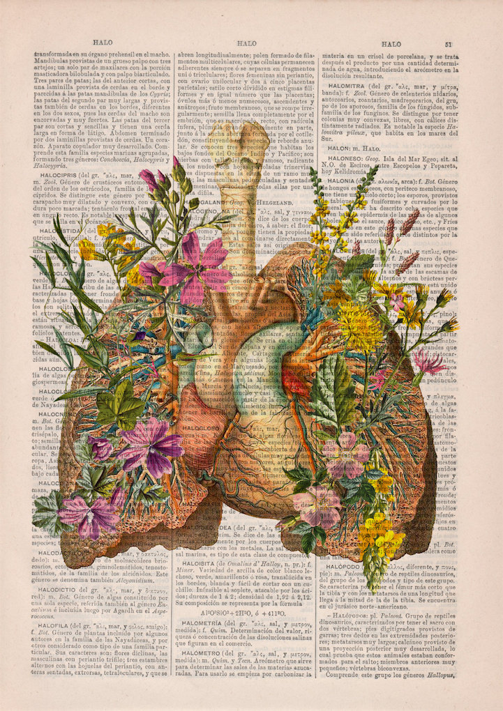PRRINT ilustraciones anatomia flores 5