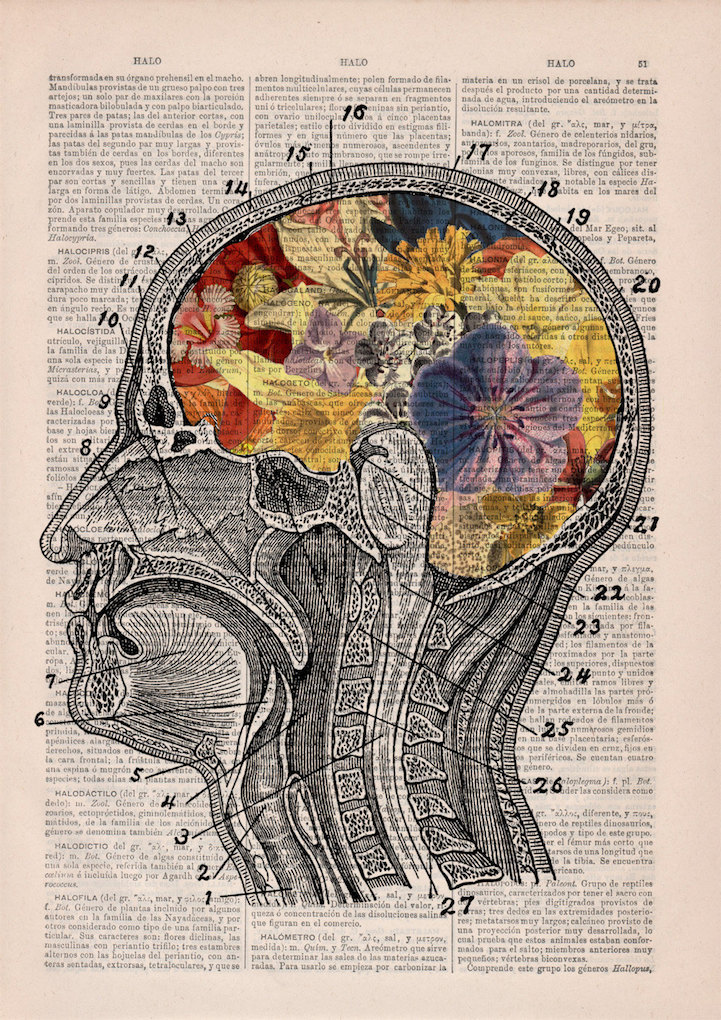 PRRINT ilustraciones anatomia flores 6