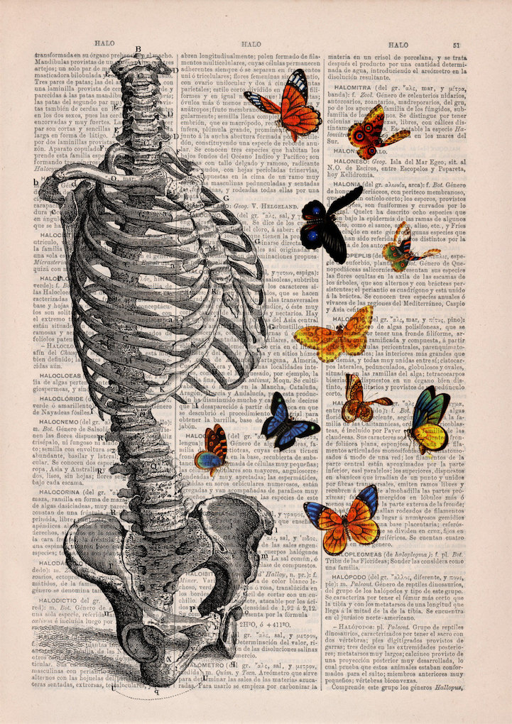 PRRINT ilustraciones anatomia flores 7