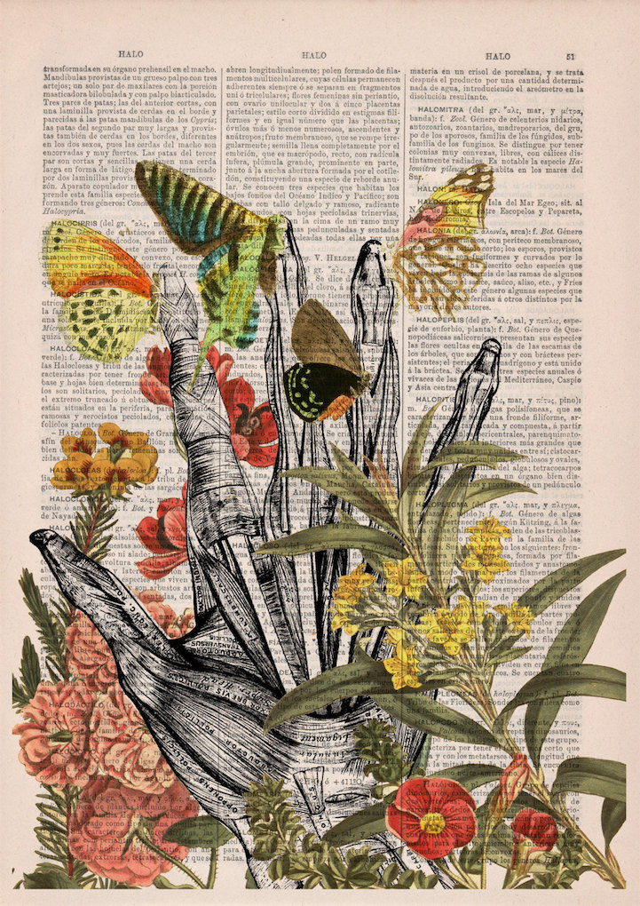 PRRINT ilustraciones anatomia flores 8