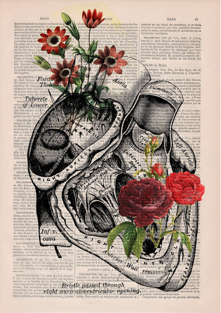 PRRINT ilustraciones anatomia flores 9