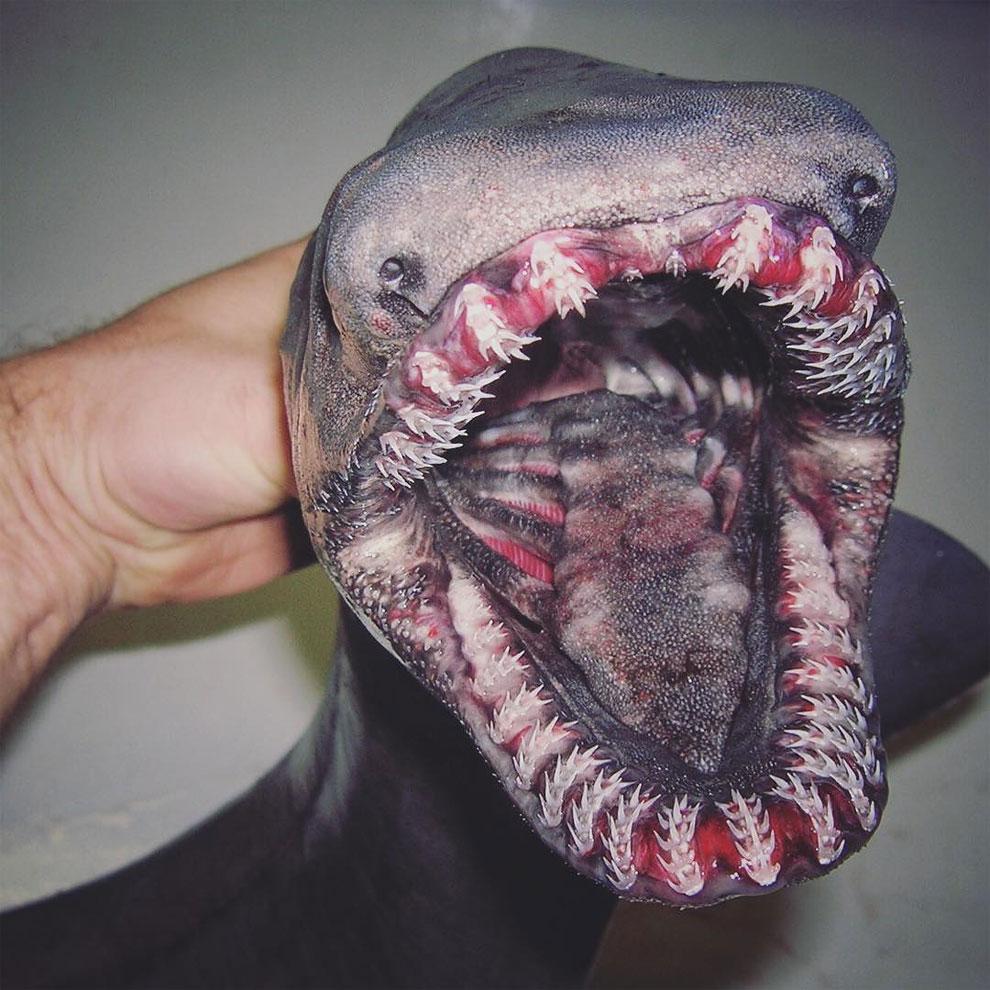 animales peces raros feos 18