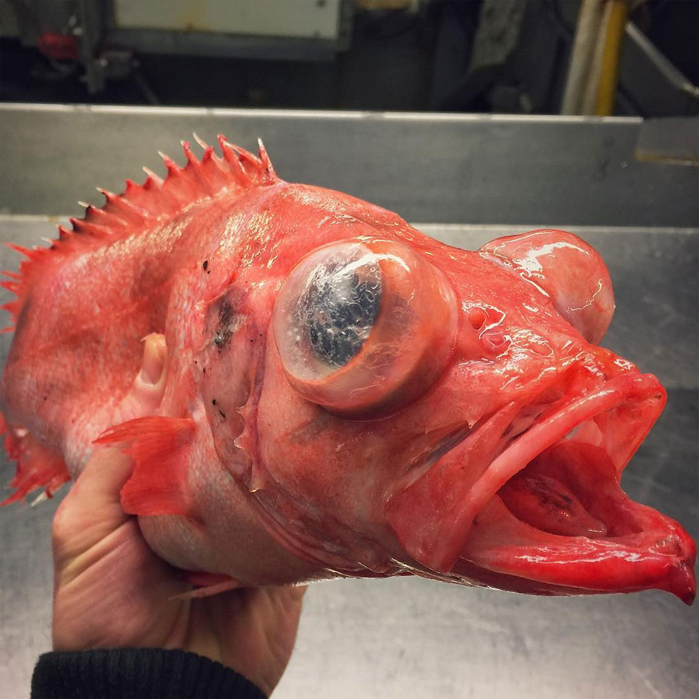 animales peces raros feos 2
