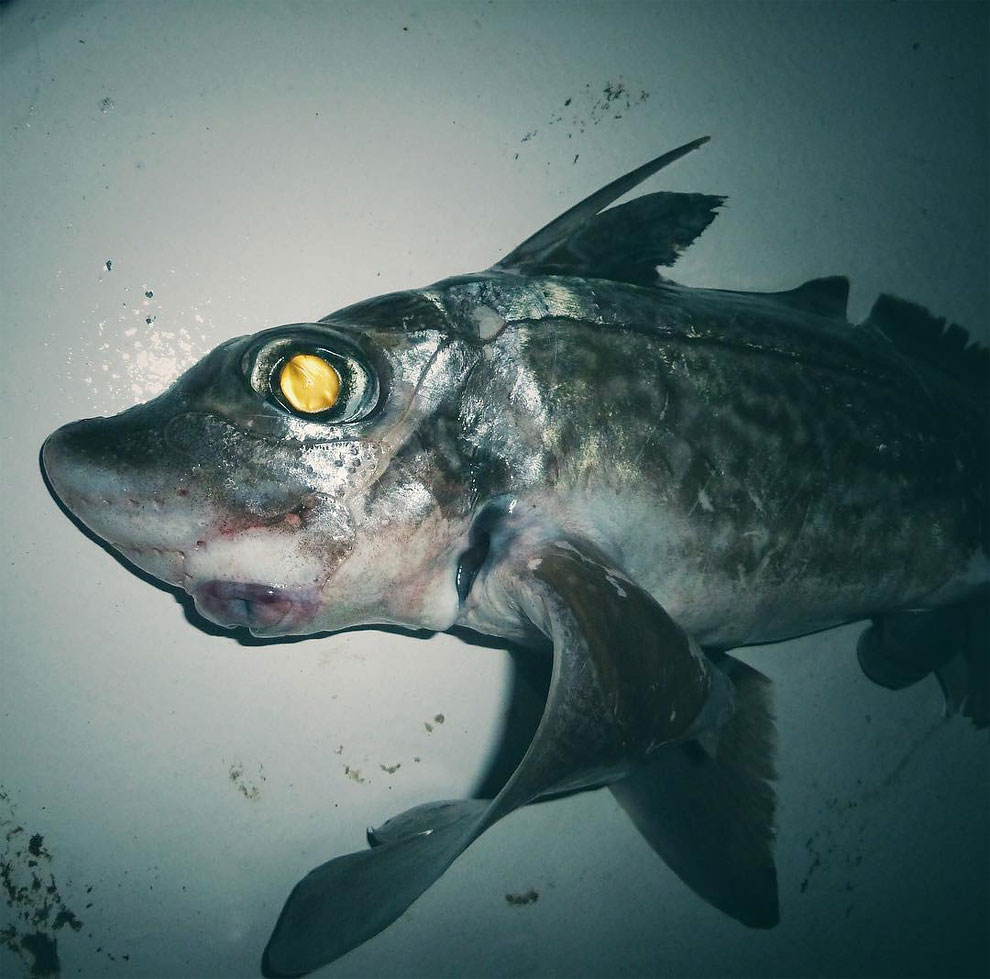animales peces raros feos 21