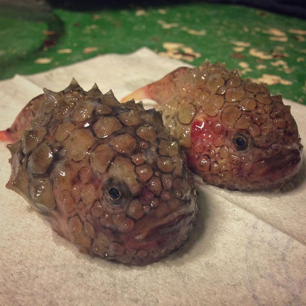 animales peces raros feos 26