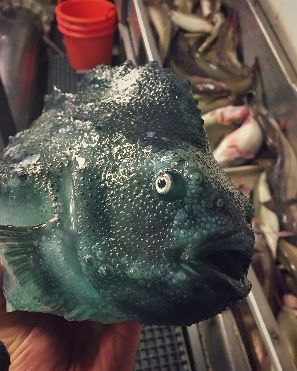 animales peces raros feos 27