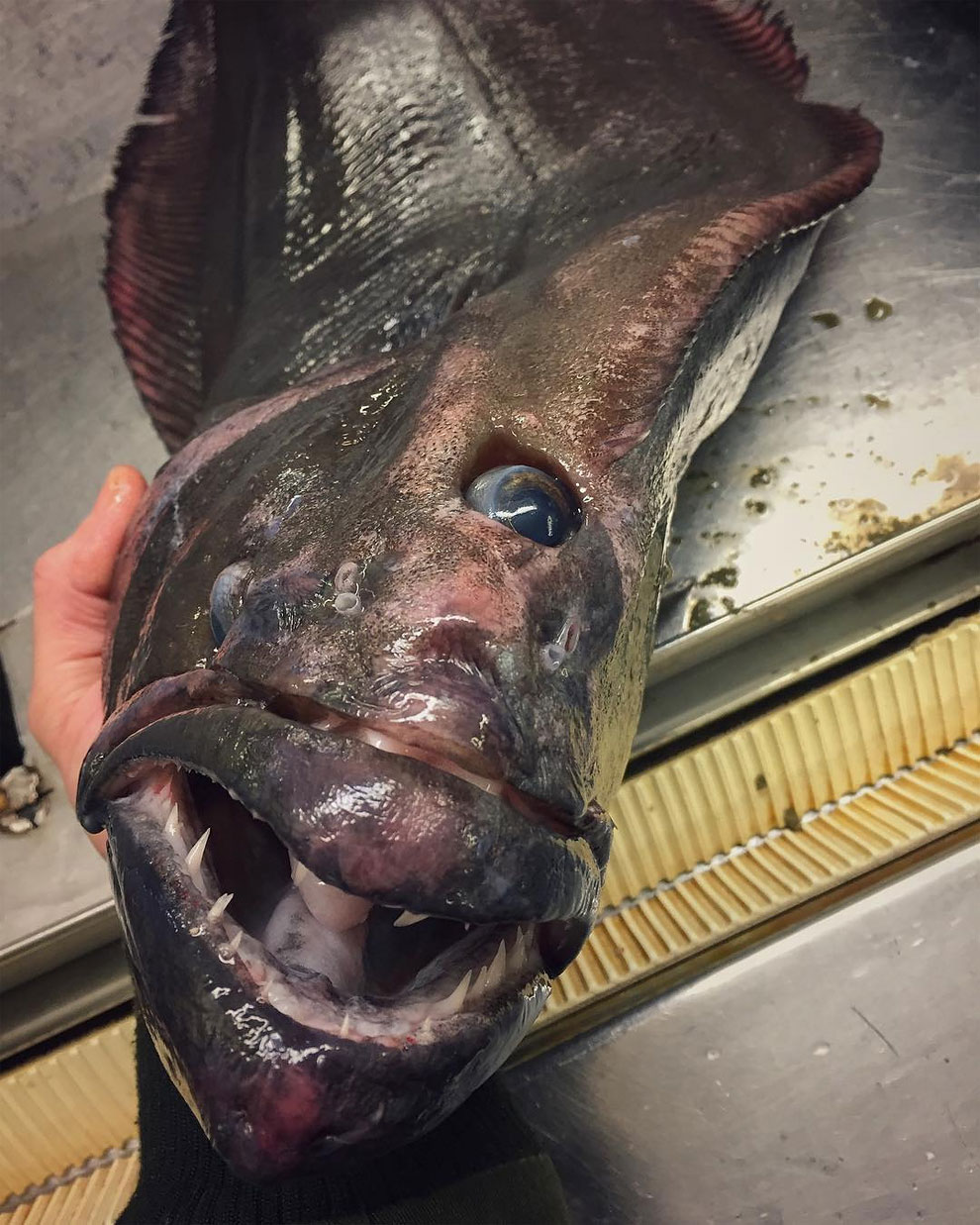 animales peces raros feos 3