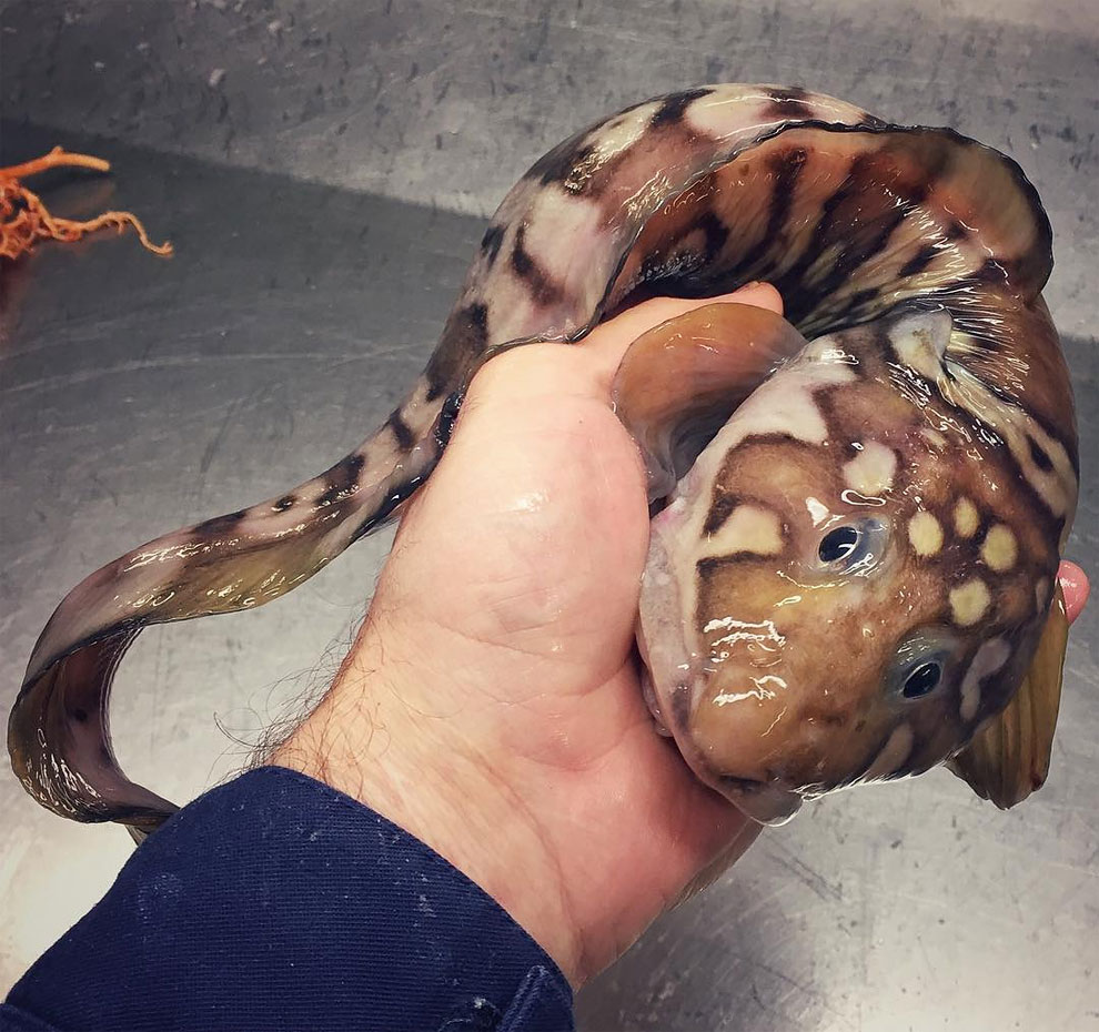 animales peces raros feos 30