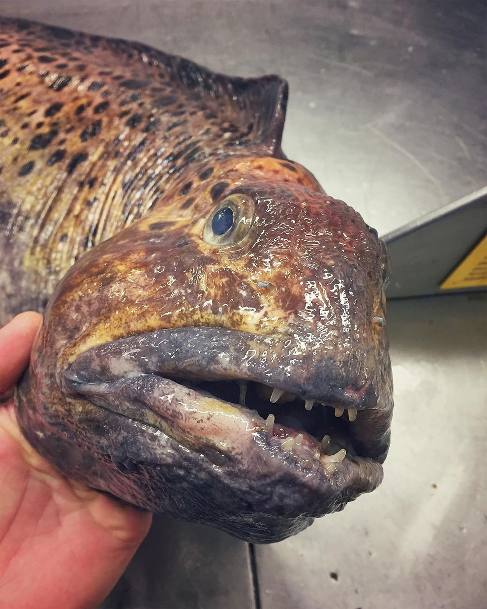 animales peces raros feos 4
