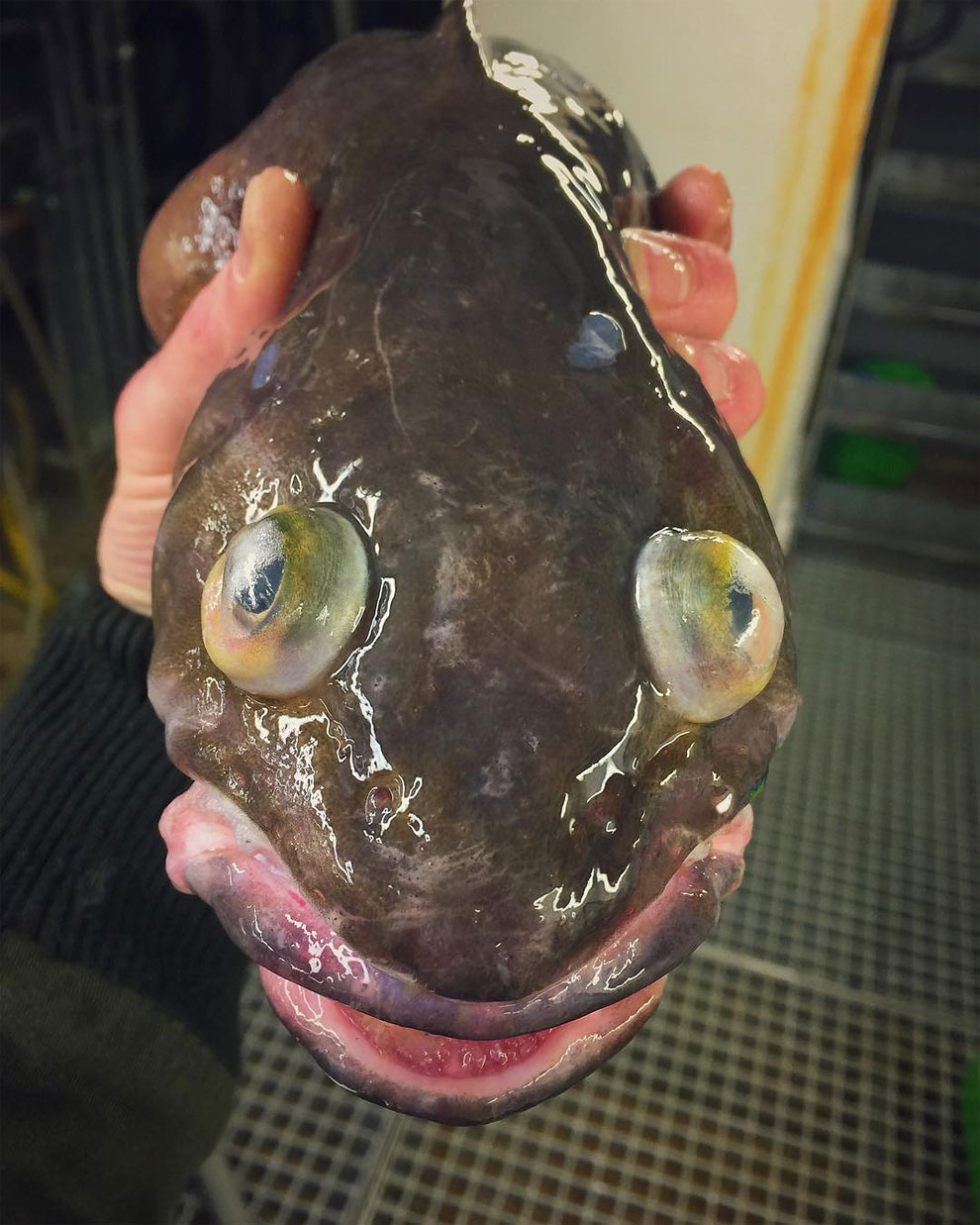 animales peces raros feos 7
