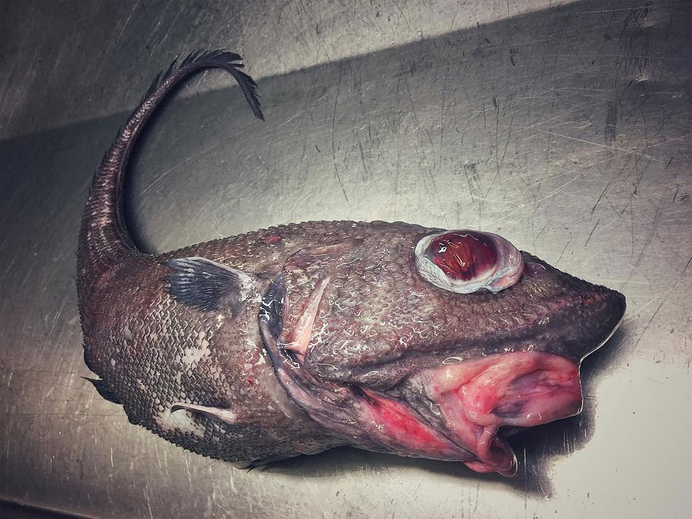 animales peces raros feos 8