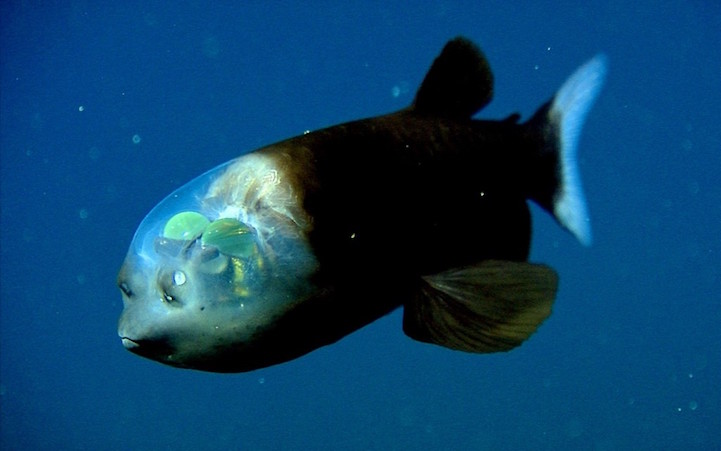 pez cabeza transparente 2
