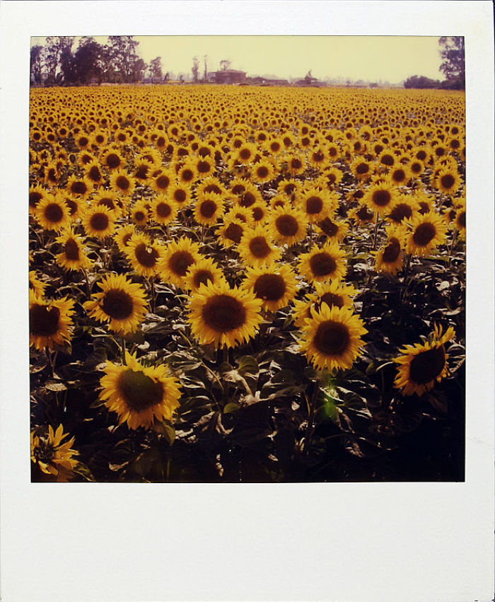 polaroid photo culturainquieta23