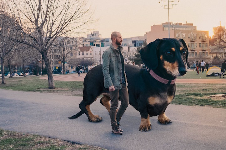 Vivian the Dog Moves to Brooklyn