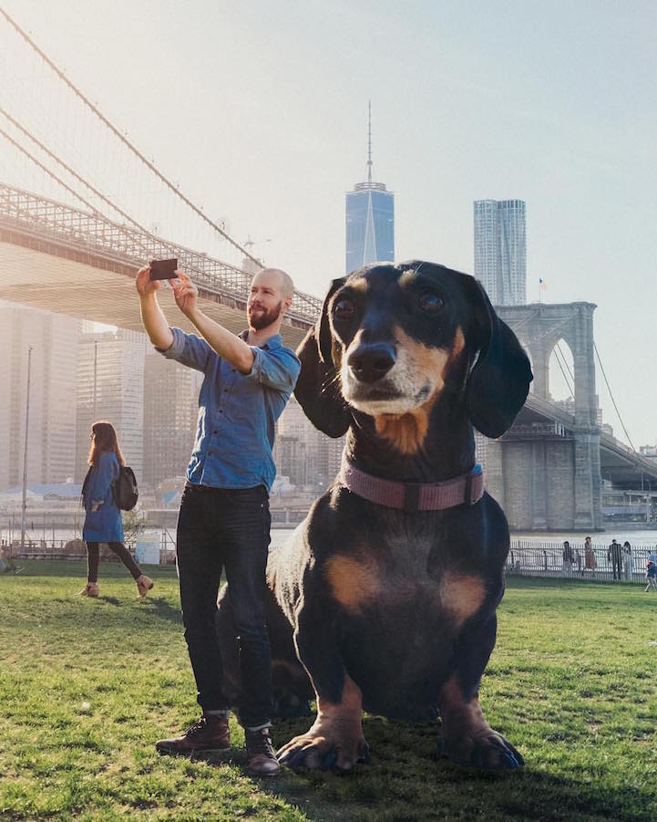 Vivian the Dog Moves to Brooklyn 3
