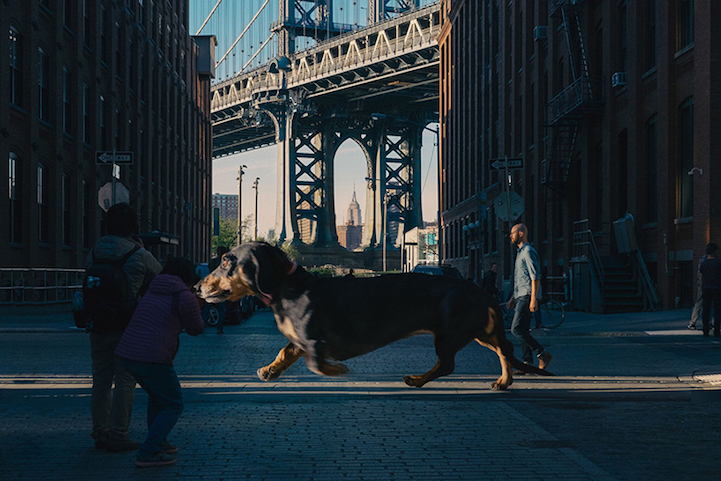 Vivian the Dog Moves to Brooklyn 4