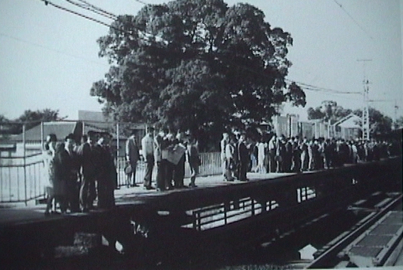 arbol japon estacion Kayashima tren 2