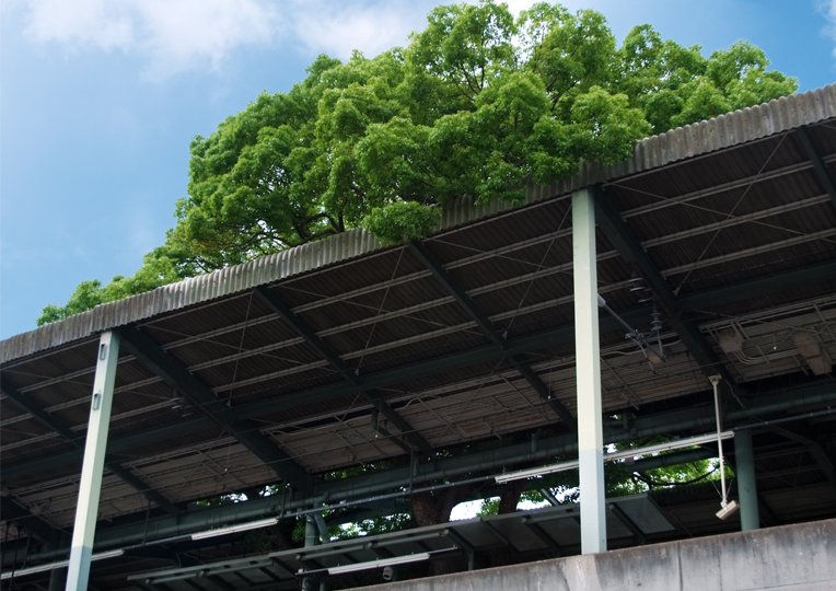 arbol japon estacion Kayashima tren 3