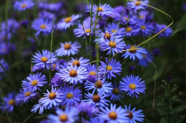 jardin astrologico