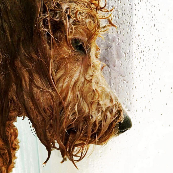 retratos de animales 15