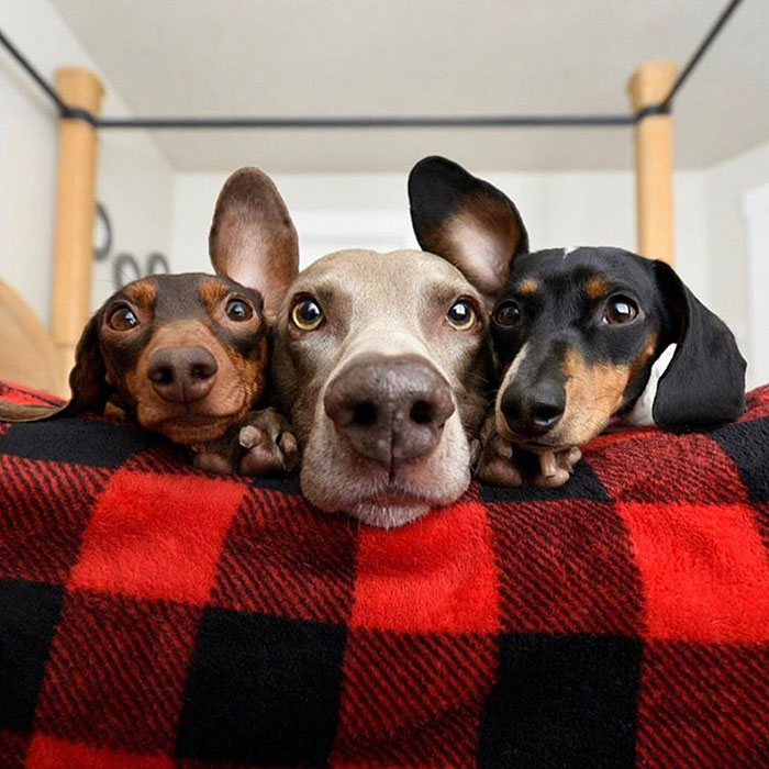 retratos de animales 16