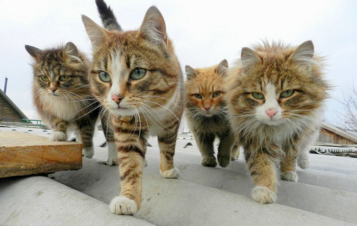 retratos de animales 3