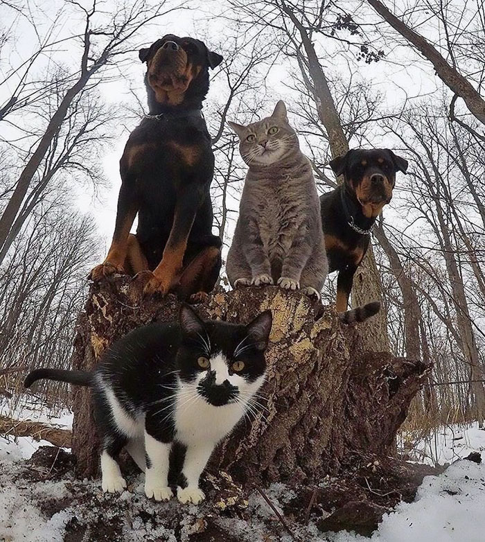 retratos de animales 5