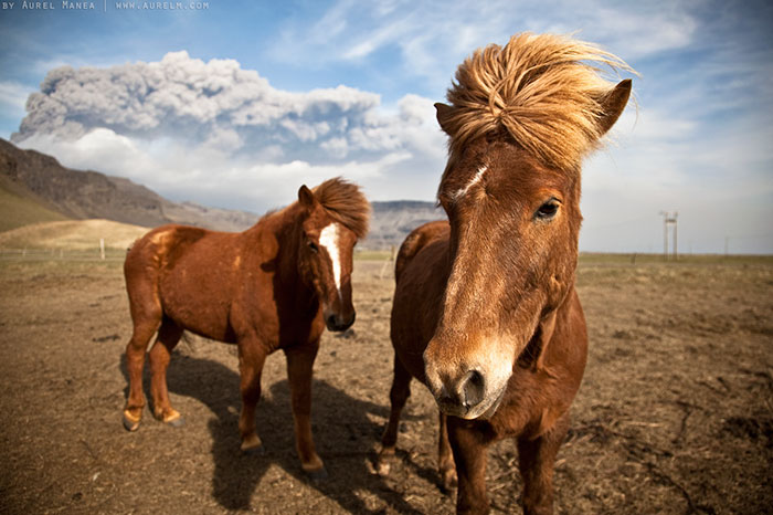 retratos de animales 9