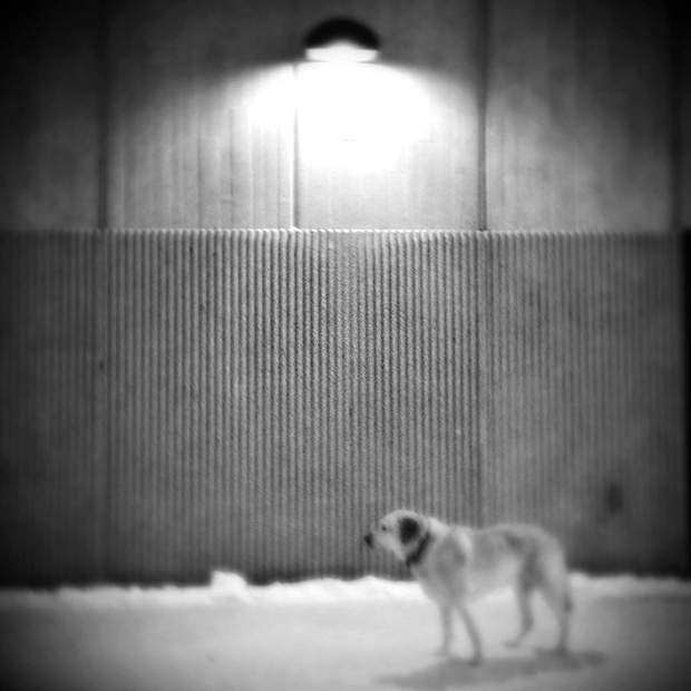 Catherine Panebianco perros viejos 6