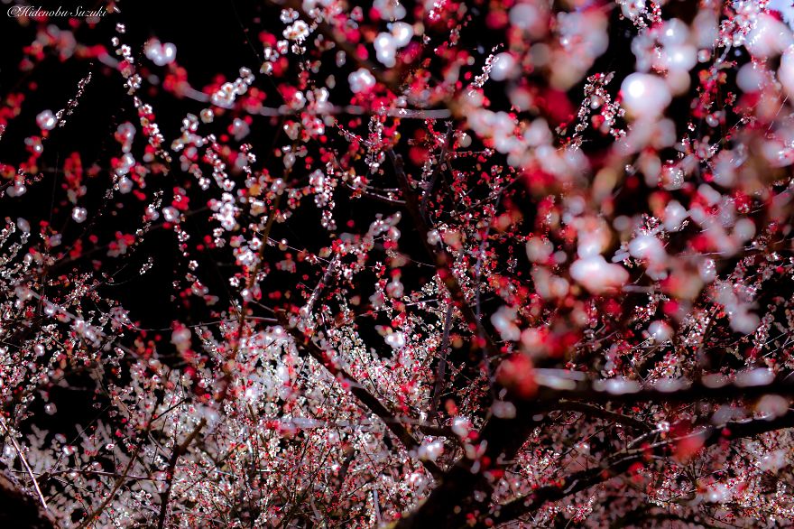 Hidenobu Suzuki Japan photographer