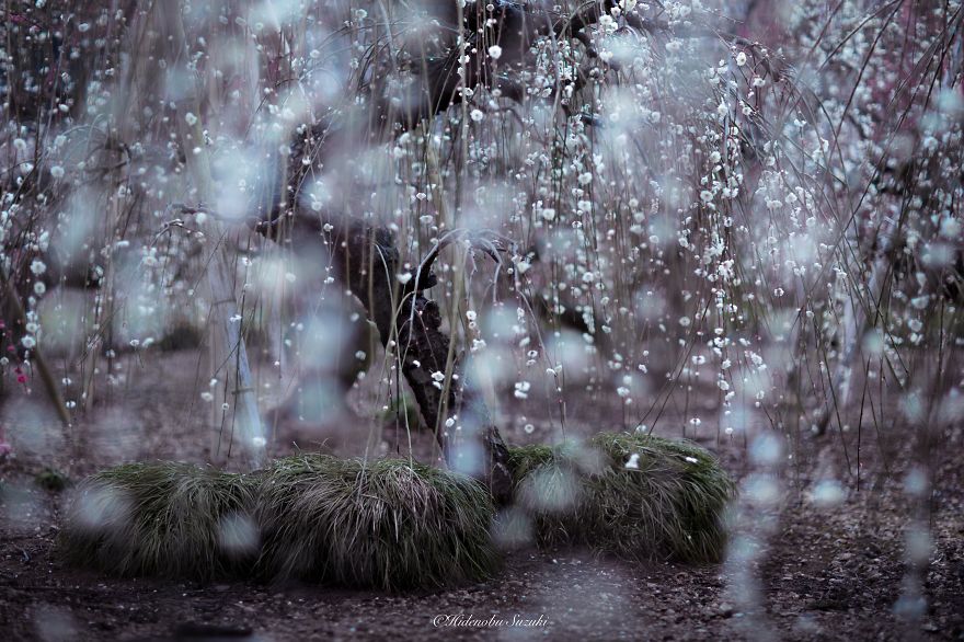 Hidenobu Suzuki Japan photographer 5
