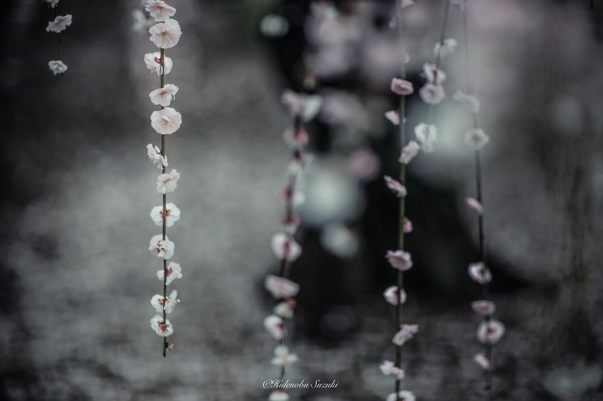Hidenobu Suzuki Japan photographer 7
