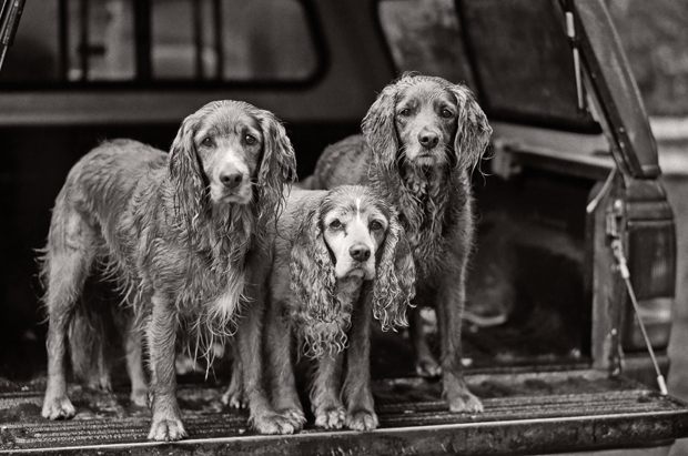 Nancy LeVine perros viejos