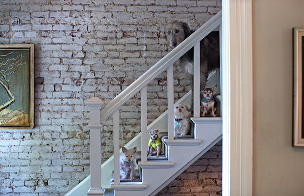 Nancy LeVine perros viejos 10