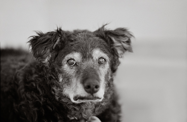 Nancy LeVine perros viejos 11