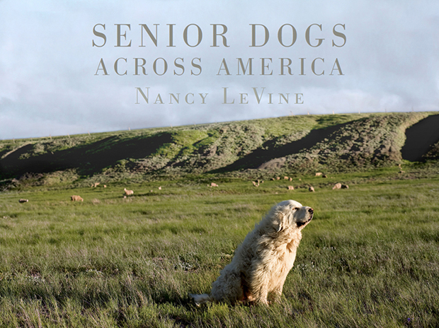 Nancy LeVine perros viejos 12