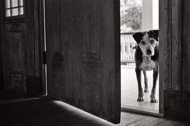 Nancy LeVine perros viejos 4