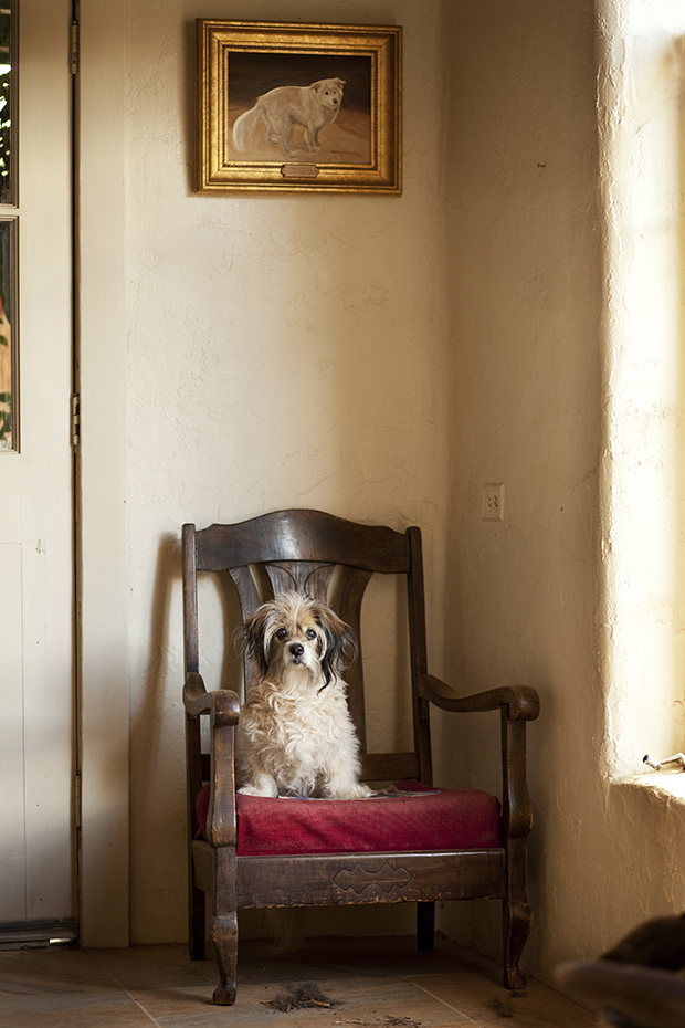 Nancy LeVine perros viejos 8