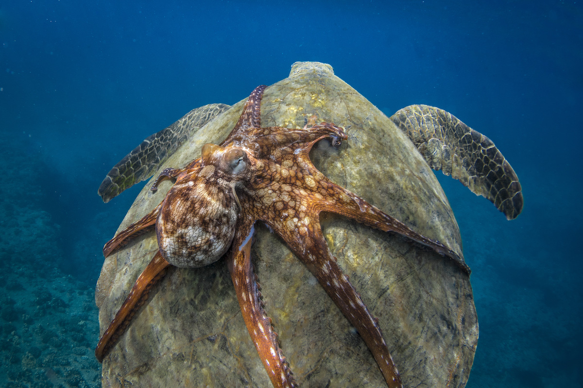 Natural World Credit Michael B. Hardie 12