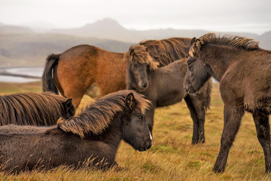 Nick Turner caballos Islandia desnudo 7