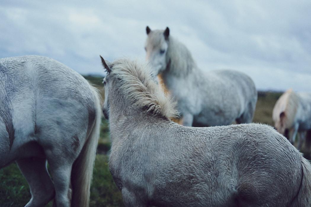 Nick Turner caballos Islandia desnudo 8