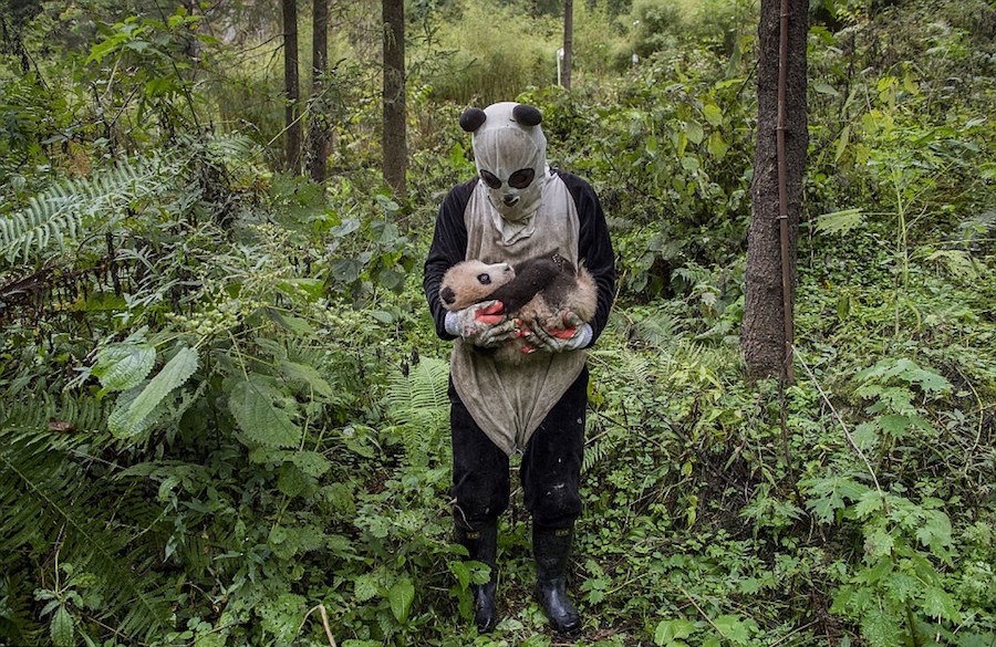 Premios Sony World Photography 2017 4