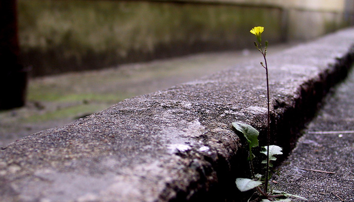 flores valientes