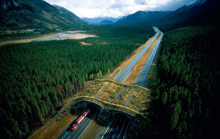 puentes de carretera para animales