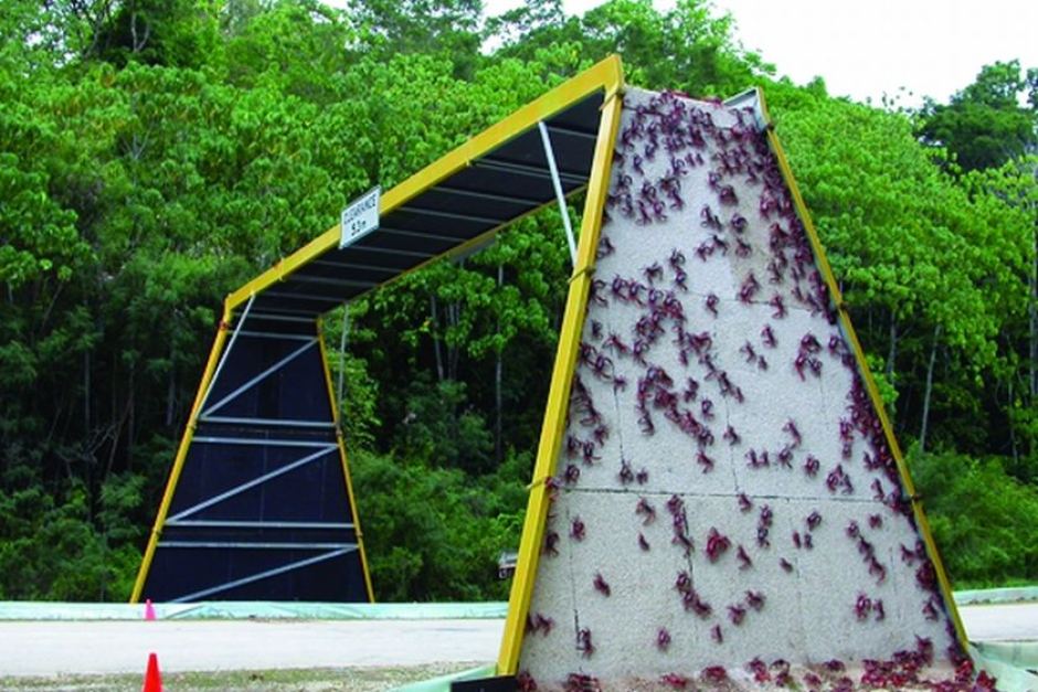 puentes de carretera para animales 10