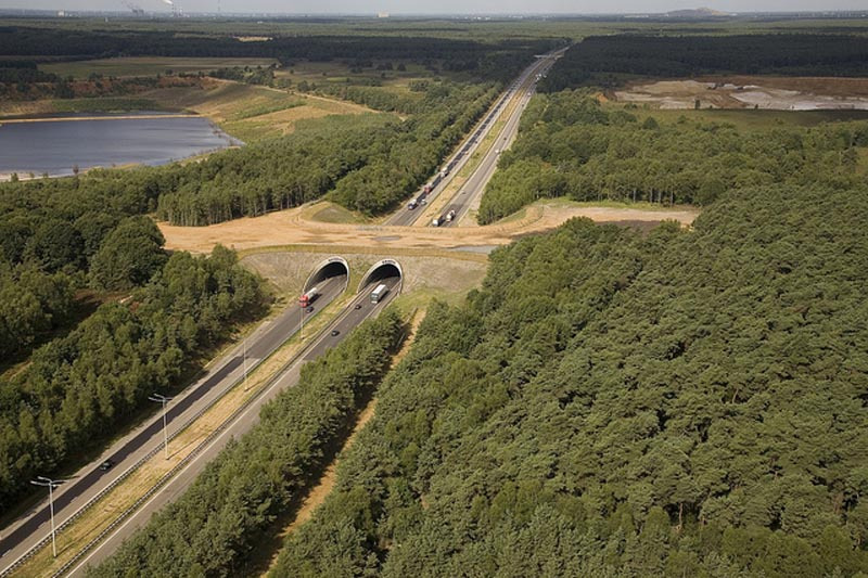 puentes de carretera para animales 2